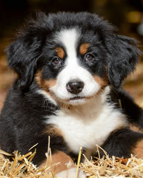 This is another reason why Bernedoodle puppies are a wonderful family dog